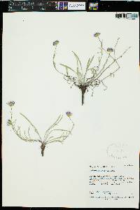 Erigeron eatonii image