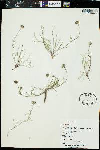 Erigeron eatonii var. eatonii image