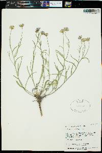 Erigeron eatonii var. eatonii image