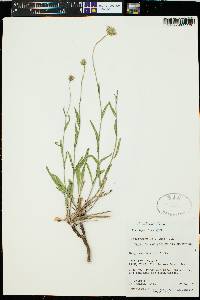 Erigeron eatonii image