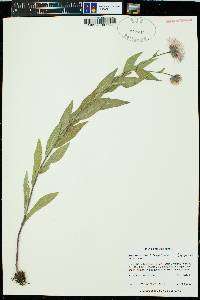 Erigeron elatior image