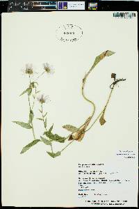 Erigeron eximius image