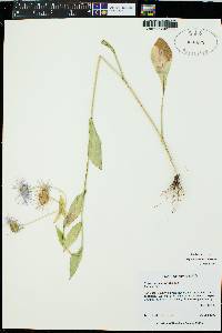 Erigeron eximius image