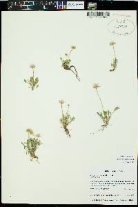 Erigeron flagellaris image