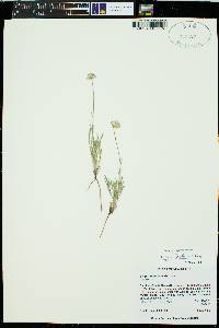 Erigeron flagellaris image