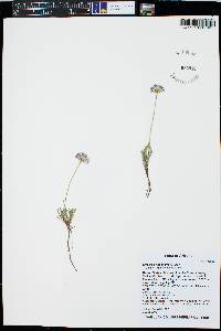 Erigeron flagellaris image