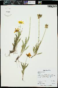 Coreopsis lanceolata image