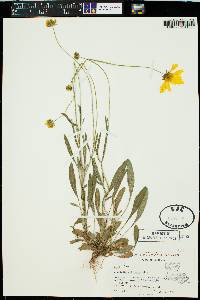 Coreopsis pubescens image