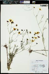 Coreopsis tinctoria image