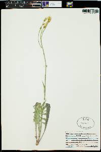 Crepis acuminata image