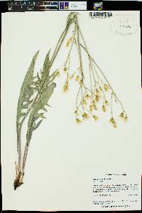 Crepis acuminata image