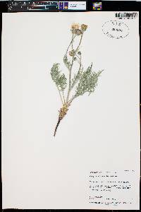 Crepis atrabarba image