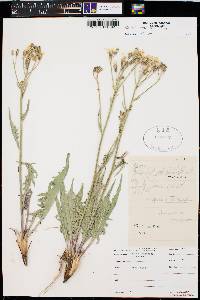 Crepis intermedia image