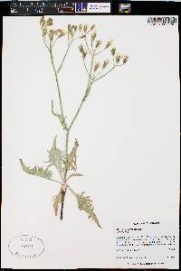 Crepis intermedia image