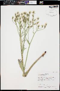 Crepis intermedia image