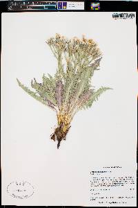 Crepis occidentalis image