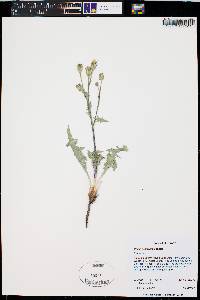 Crepis occidentalis image