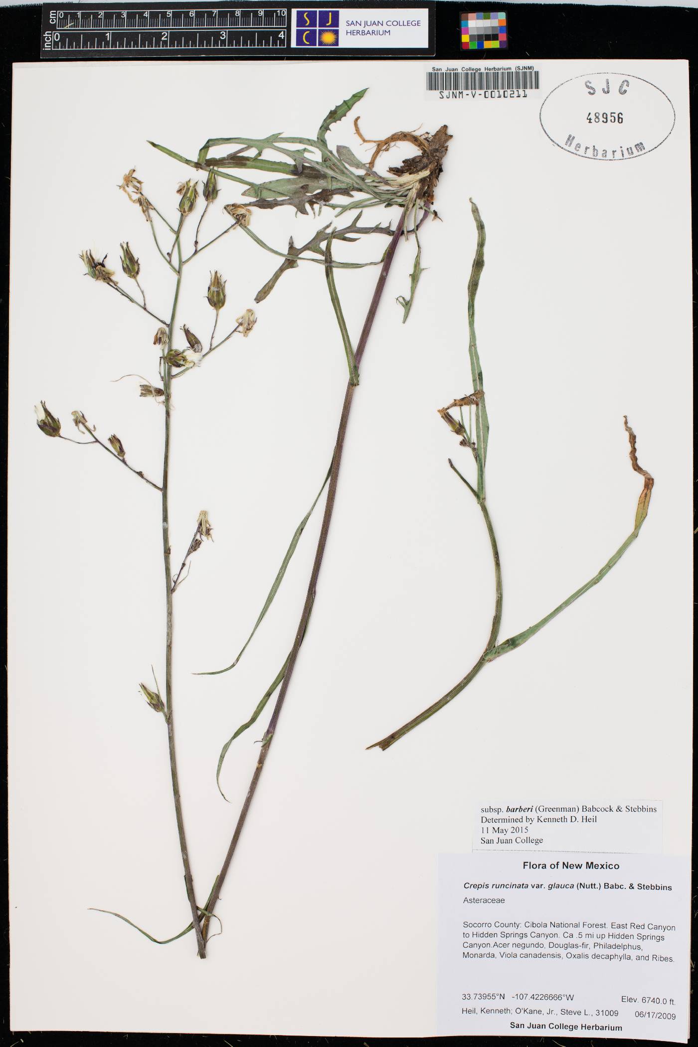 Crepis runcinata subsp. barberi image