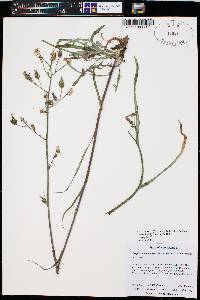 Crepis runcinata subsp. barberi image