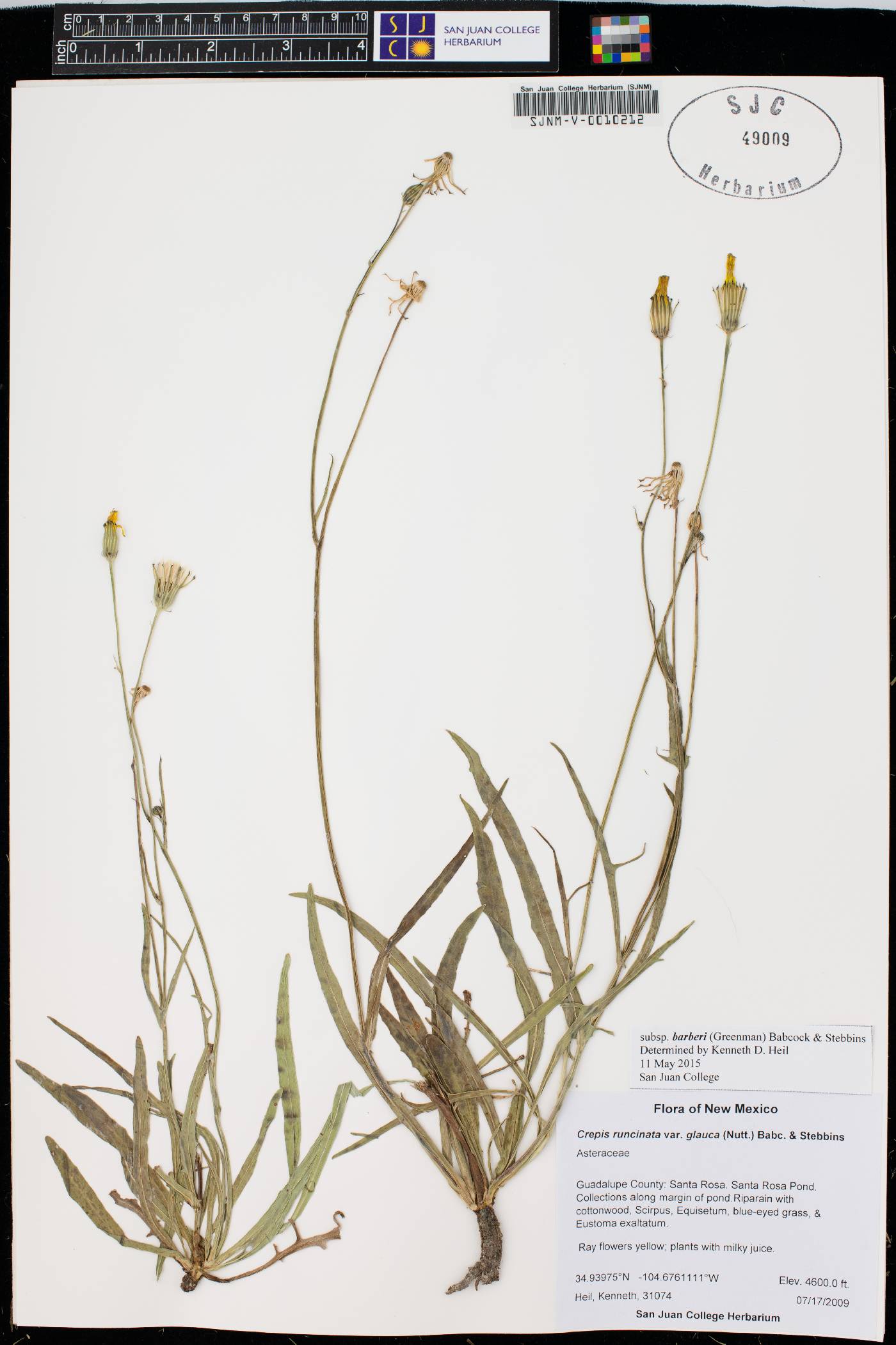 Crepis runcinata subsp. barberi image