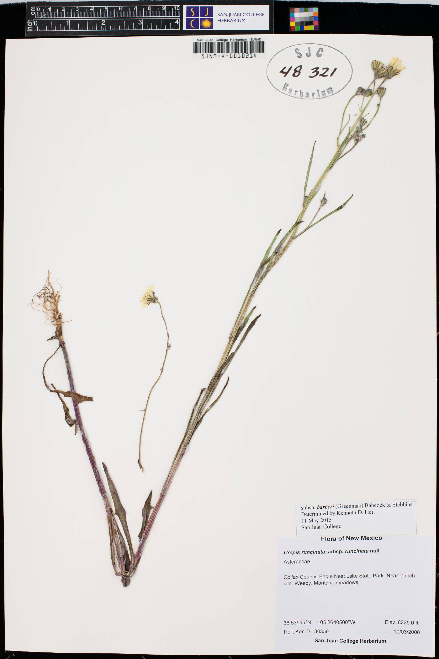 Crepis runcinata subsp. barberi image