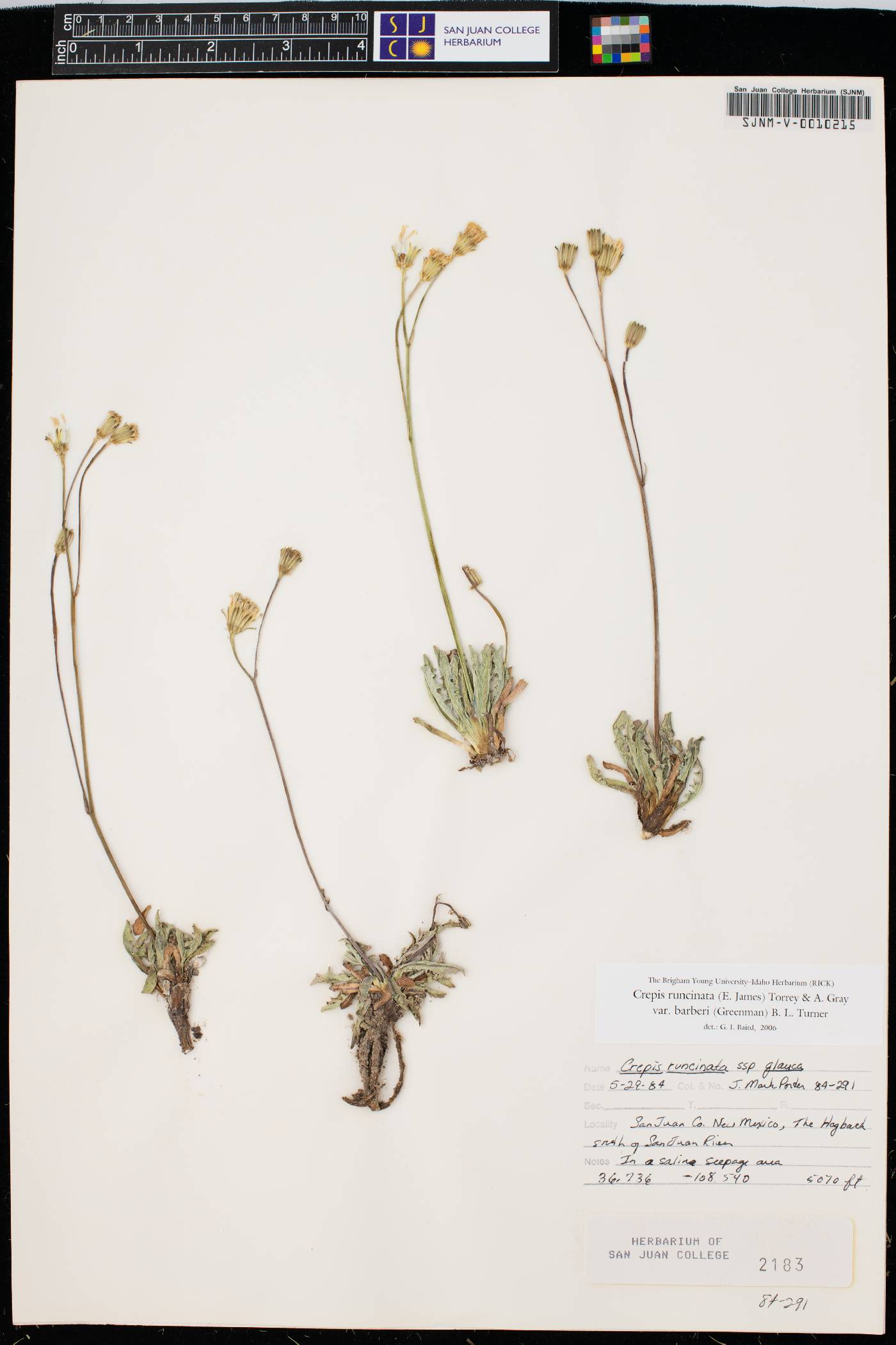 Crepis runcinata subsp. barberi image