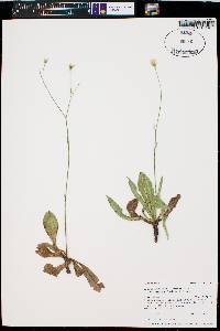 Crepis runcinata image