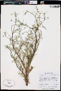 Dicranocarpus parviflorus image
