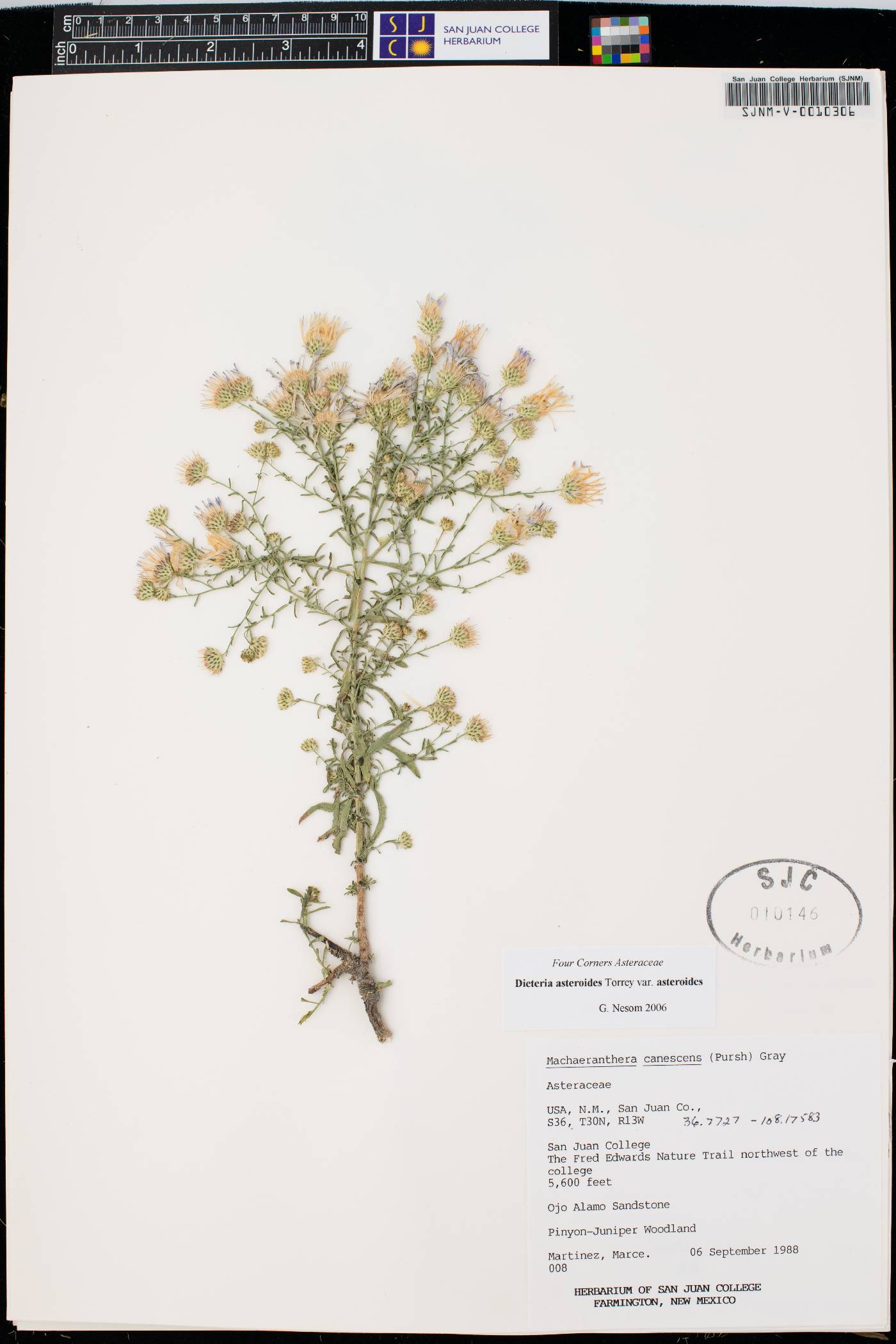 Dieteria asteroides var. asteroides image