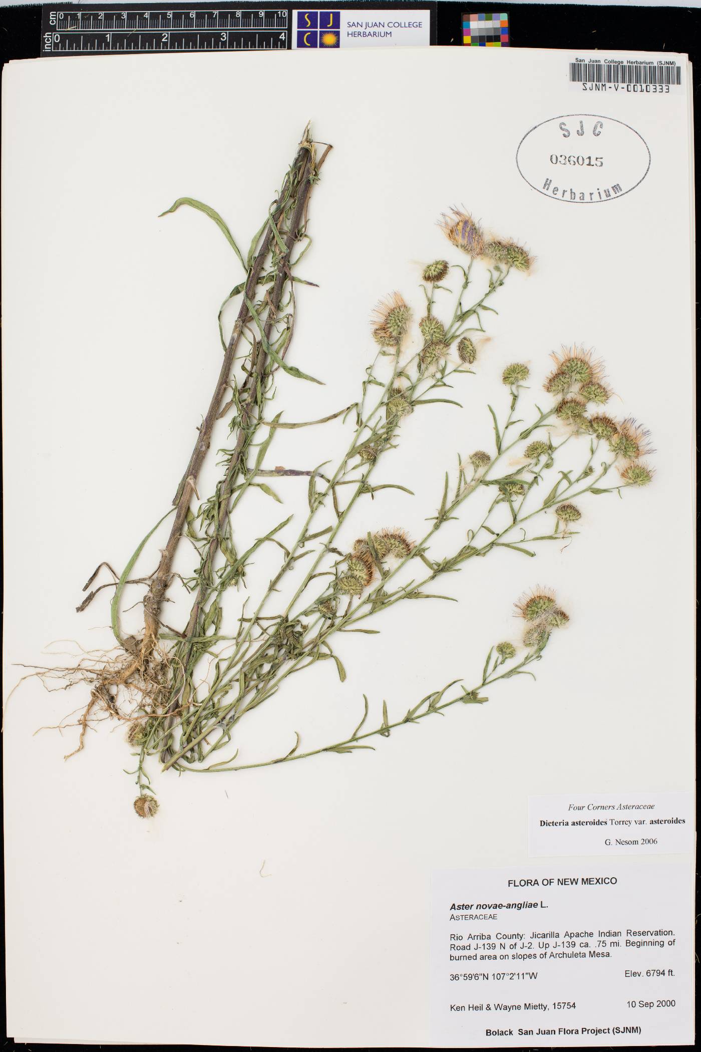 Dieteria asteroides var. asteroides image