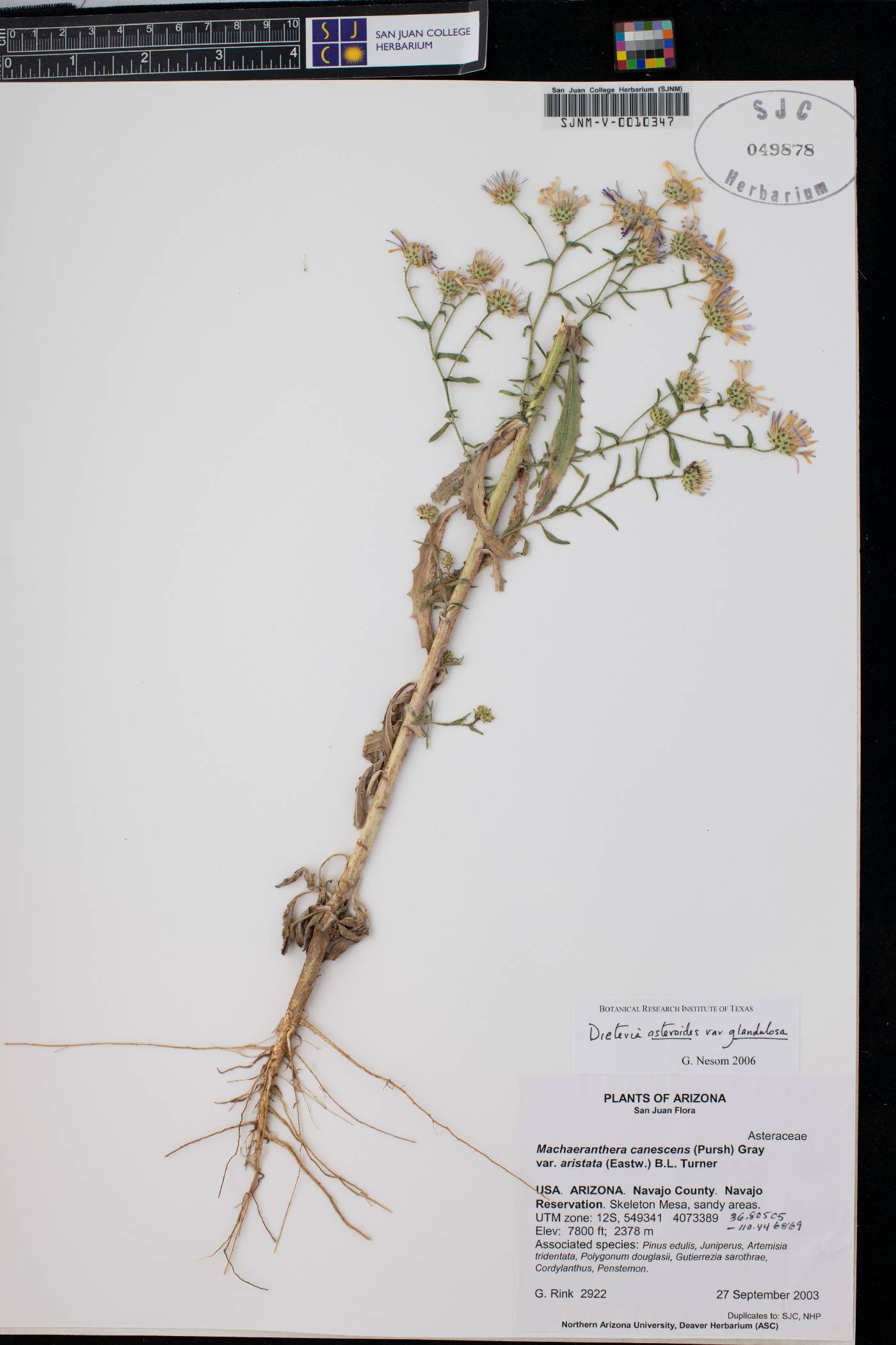 Dieteria asteroides var. glandulosa image