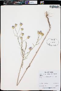 Dieteria canescens var. glabra image