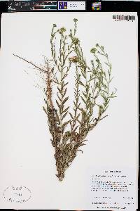 Dieteria canescens var. glabra image