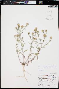 Dieteria canescens var. glabra image