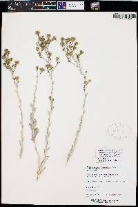 Dieteria canescens var. leucanthemifolia image