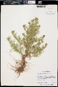 Dyssodia papposa image