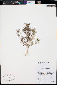 Dyssodia papposa image