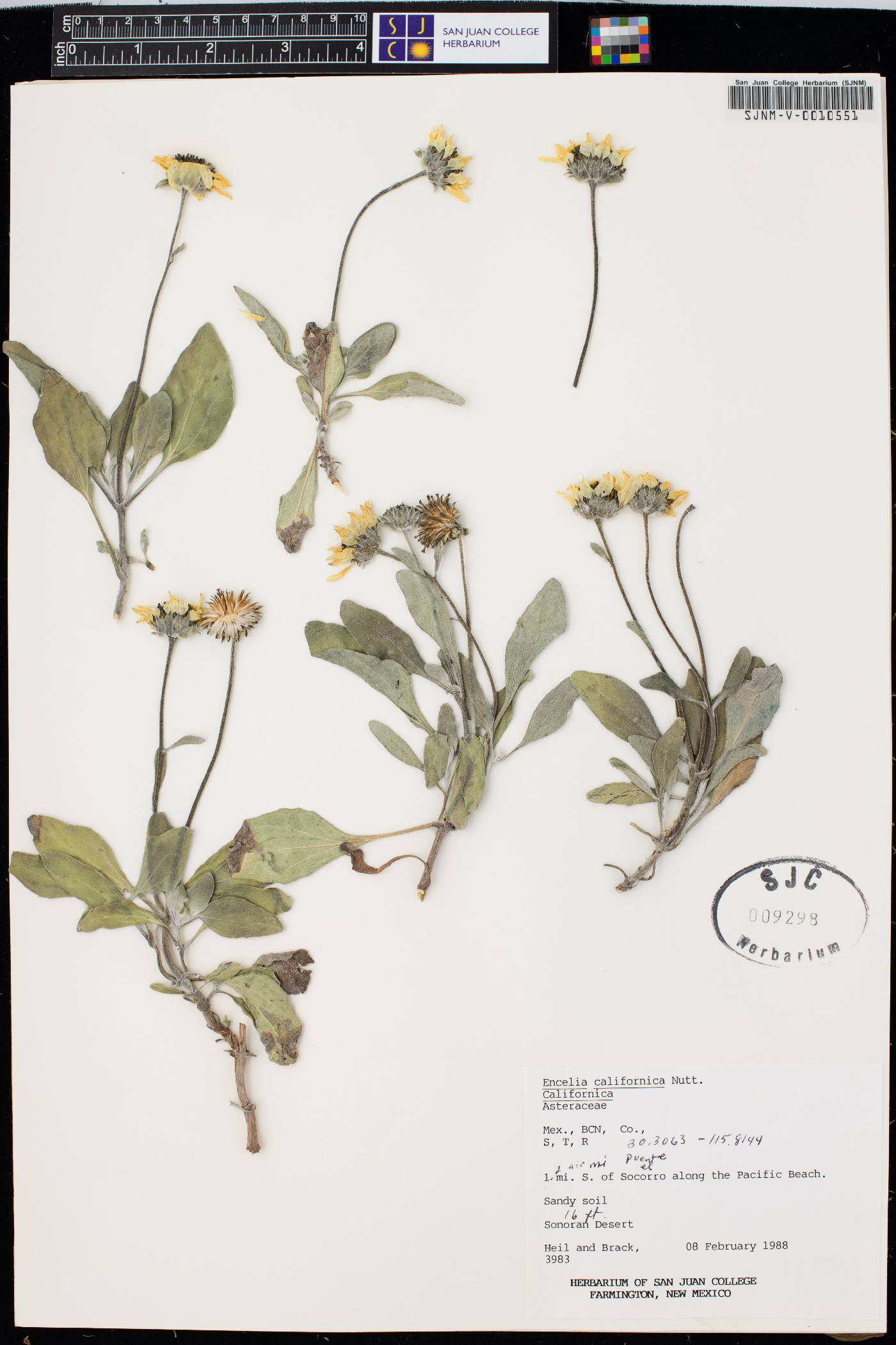 Encelia californica var. californica image