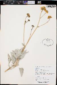 Encelia farinosa image