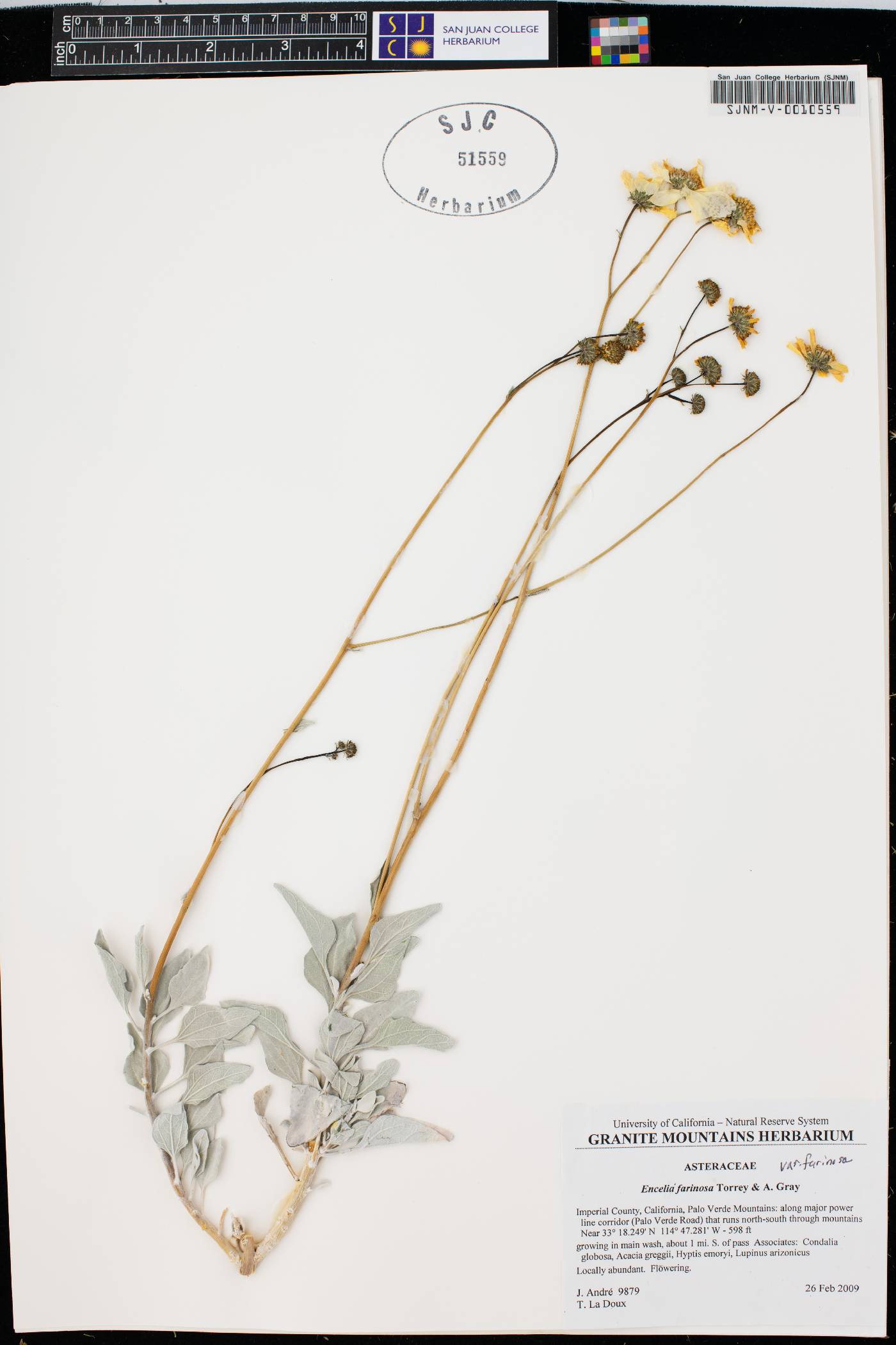 Encelia farinosa var. farinosa image