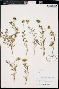 Encelia laciniata image