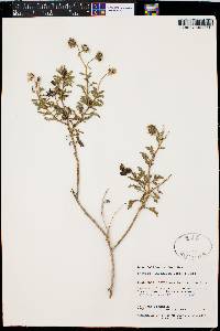 Encelia laciniata image