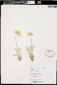 Enceliopsis nudicaulis var. nudicaulis image