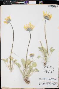 Enceliopsis nudicaulis var. nudicaulis image