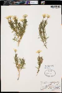 Ericameria linearifolia image