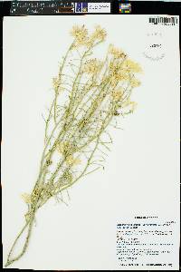 Ericameria nauseosa var. arenaria image