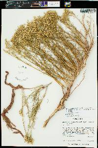 Ericameria nauseosa var. arenaria image