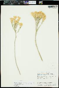 Ericameria nauseosa var. arenaria image