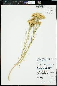 Ericameria nauseosa var. arenaria image