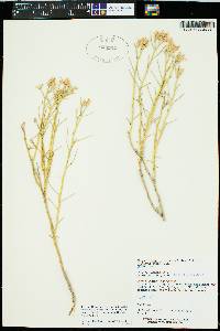 Ericameria nauseosa var. bigelovii image